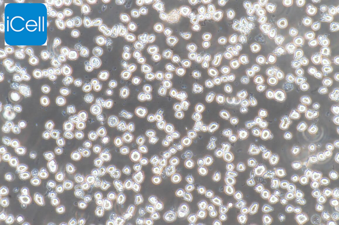 https://img.medsci.cn/5f561f9d1966c8a40c069b97fcac23b82666d7612246dbae75064de0bed04333.png