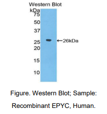 人骺蛋白聚糖(EPYC)多克隆抗体