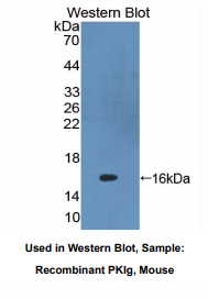 小鼠蛋白激酶抑制因子γ(PKIg)多克隆抗体