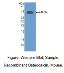 小鼠骨钙素(OC)多克隆抗体