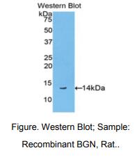 大鼠双糖链蛋白聚糖(BGN)多克隆抗体