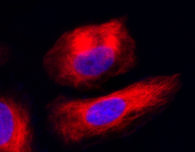 Cell Navigator 活细胞微管蛋白染色试剂盒