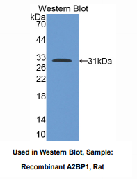 大鼠失调蛋白2结合蛋白1(A2BP1)多克隆抗体