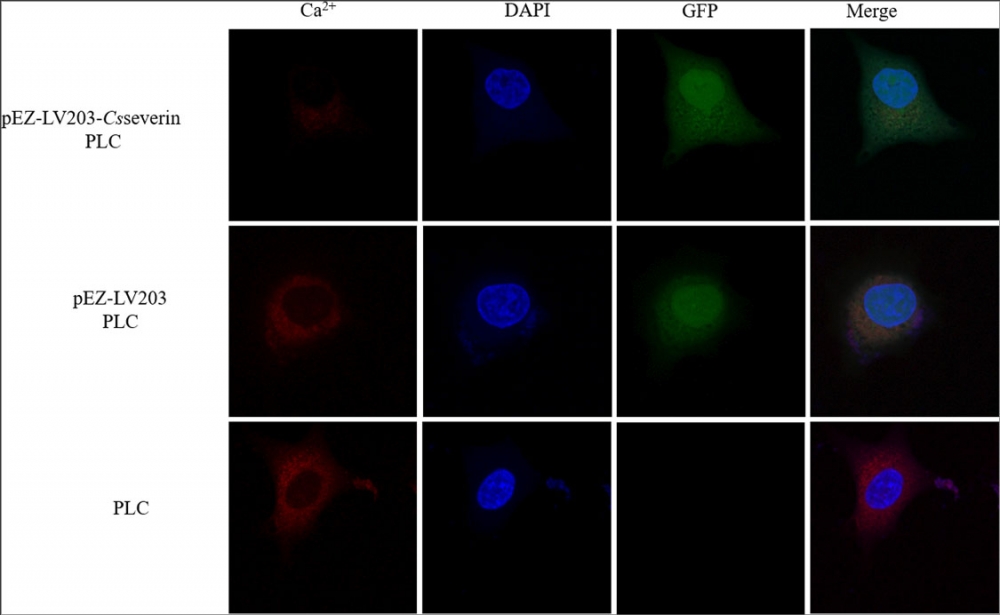 钙离子荧光探针Rhod-2, AM *CAS 145037-81-6*