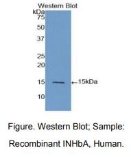 人抑制素βA(INHbA)多克隆抗体