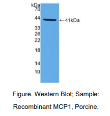 猪单核细胞趋化蛋白1(MCP1)多克隆抗体