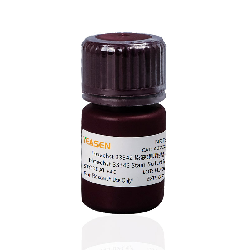 Hoechst 33342 染液(1 mg/mL)Hoechst 33342 Stain Solution(1mg/ml)