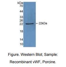 猪血管性血友病因子(vWF)多克隆抗体