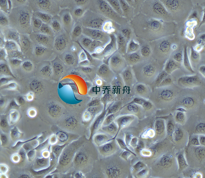 人食管癌细胞TE-1