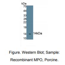 猪髓过氧化物酶(MPO)多克隆抗体