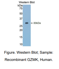 https://msimg.bioon.com/bionline/goods-no-pic.png