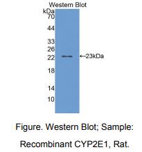 大鼠细胞色素P450家族成员2E1(CYP2E1)多克隆抗体