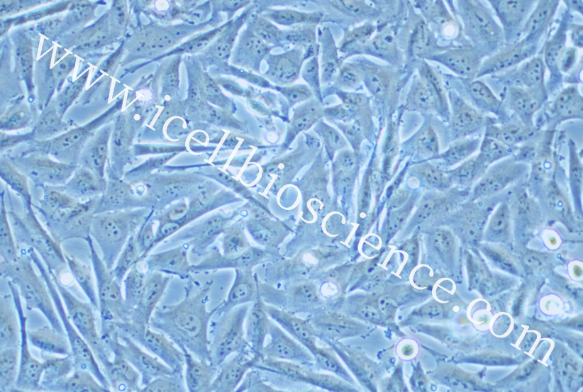 https://img.medsci.cn/5f561f9d1966c8a40c069b97fcac23b82666d7612246dbae75064de0bed04333.png