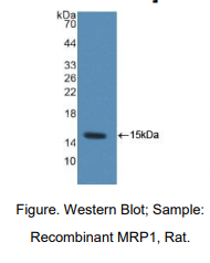 https://msimg.bioon.com/bionline/goods-no-pic.png