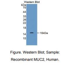 人粘蛋白2(MUC2)多克隆抗体