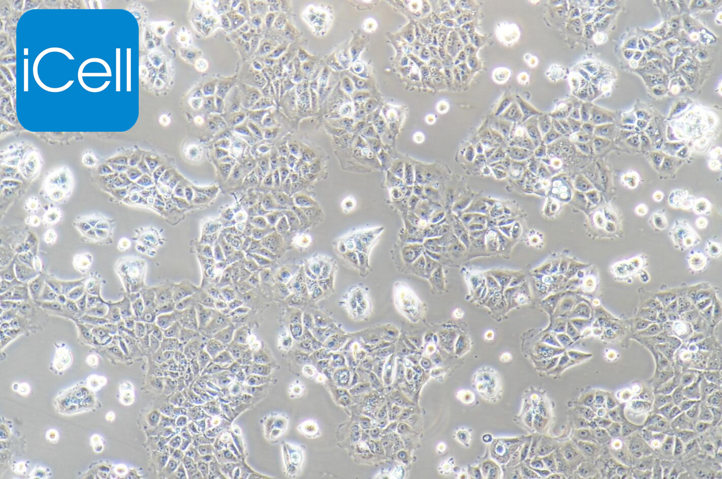 AML12细胞/AML-12细胞/AML-12/AML12/小鼠肝细胞