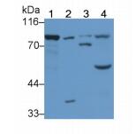 人磷酯酶Cδ1(PLCd1)多克隆抗体