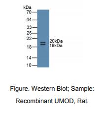 大鼠尿调蛋白(UMOD)多克隆抗体