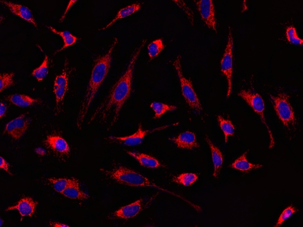Cell Navigator 活细胞内质网染色试剂盒 红色荧光