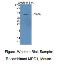 小鼠巨噬细胞表达基因1蛋白(MPG1)多克隆抗体