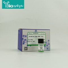 细胞色素P450家族成员26A1(CYP26A1)重组蛋白（N-His）