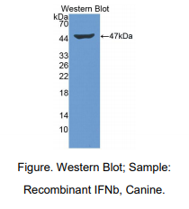 犬干扰素β(IFNb)多克隆抗体