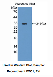 大鼠核酸外切酶1(EXO1)多克隆抗体