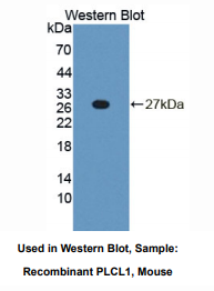 小鼠磷酯酶C样蛋白1(PLCL1)多克隆抗体