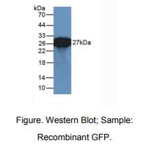 通用绿色荧光蛋白(GFP)多克隆抗体