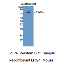 小鼠亮氨酸丰富α2-糖蛋白1(LRG1)多克隆抗体