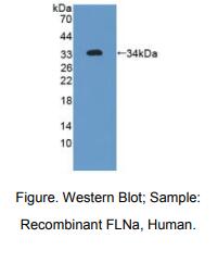 人丝蛋白Aα(FLNa)多克隆抗体