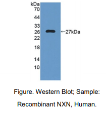 人核氧化还原蛋白(NXN)多克隆抗体