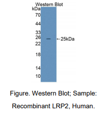 人低密度脂蛋白受体相关蛋白2(LRP2)多克隆抗体