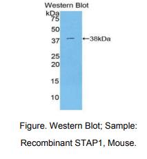 小鼠信号转导衔接蛋白1(STAP1)多克隆抗体