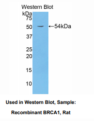 大鼠乳腺癌易感蛋白1(BRCA1)多克隆抗体