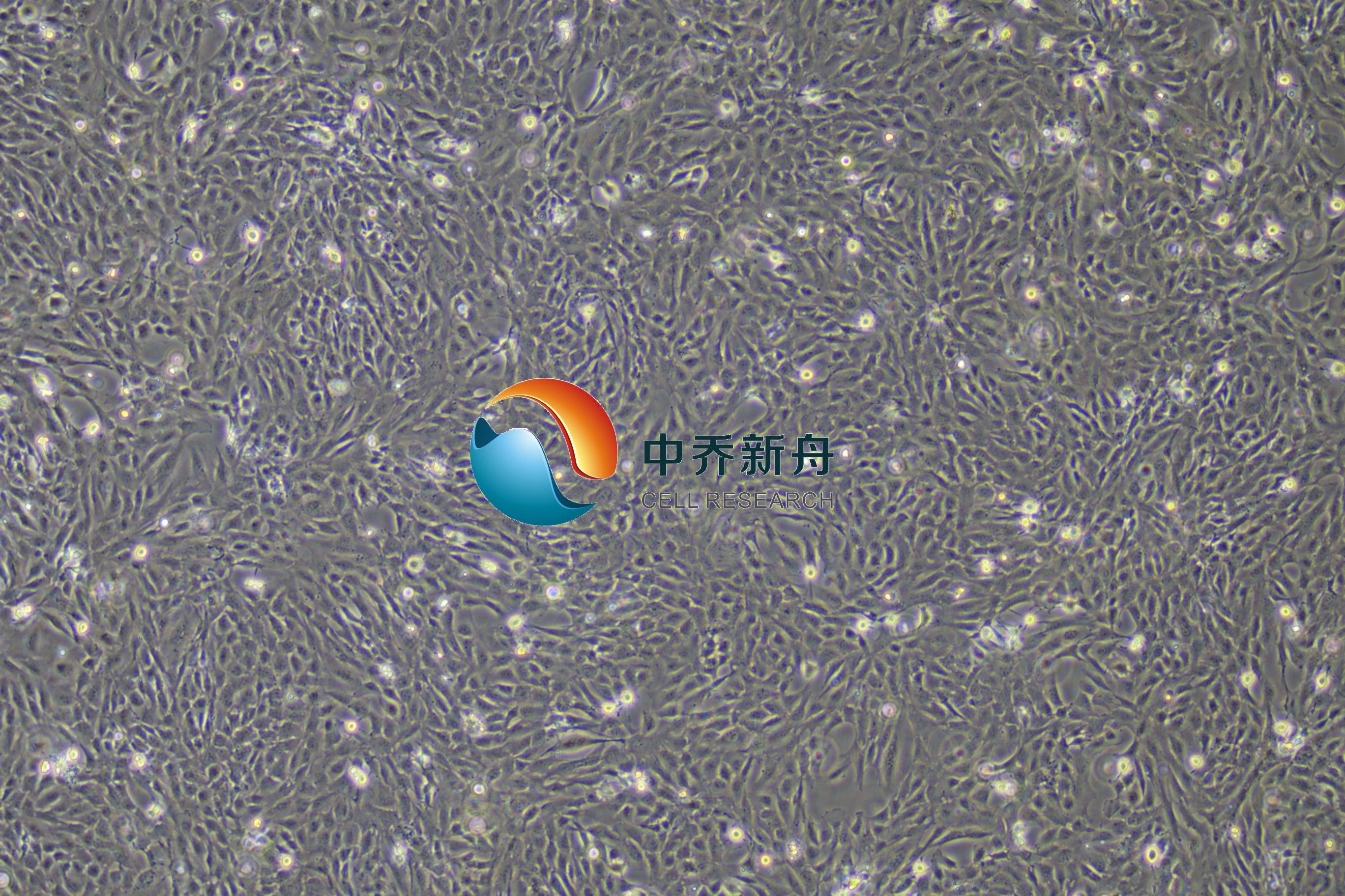 人成骨细胞永生化