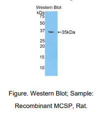 大鼠硫酸软骨素蛋白聚糖4(CSPG4)多克隆抗体