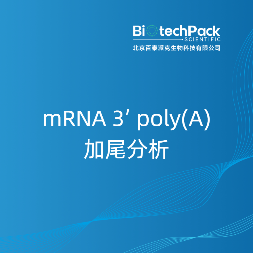  mRNA 3’ poly(A)加尾分析