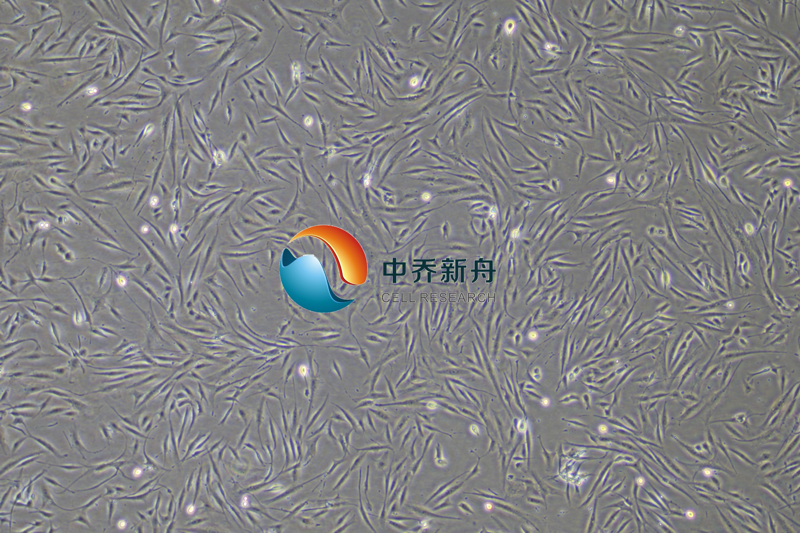 人冠状动脉平滑肌细胞