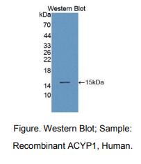 人酰基磷酸酶1(ACYP1)多克隆抗体