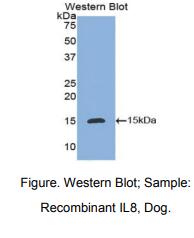 犬白介素8(IL8)多克隆抗体