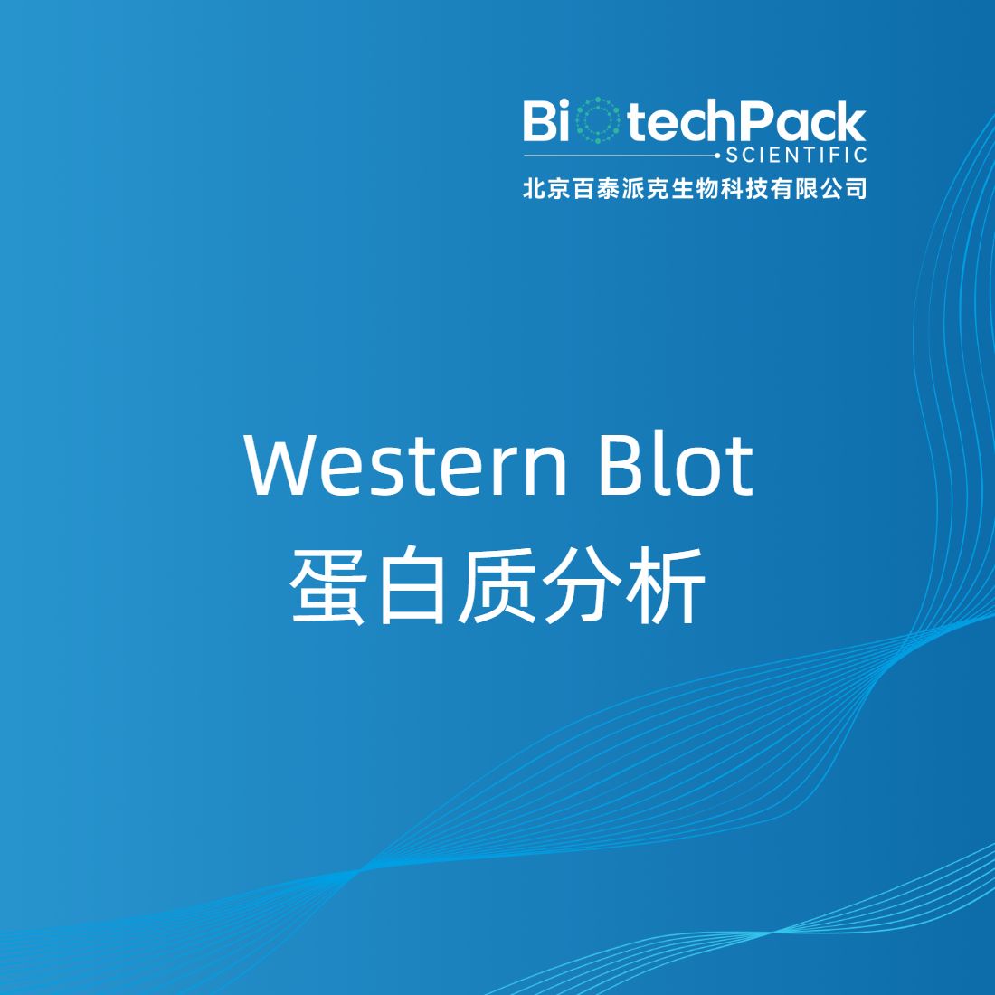 Western Blot蛋白质分析