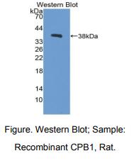 大鼠羧肽酶B1(CPB1)多克隆抗体