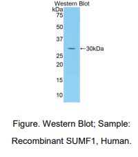 人硫酸酯酶修饰因子1(SUMF1)多克隆抗体