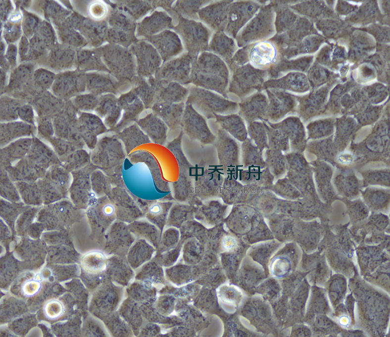人胚肾细胞