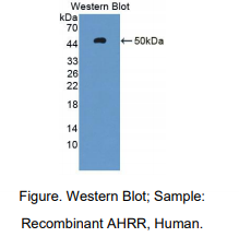 人芳烃受体抑制因子(AHRR)多克隆抗体