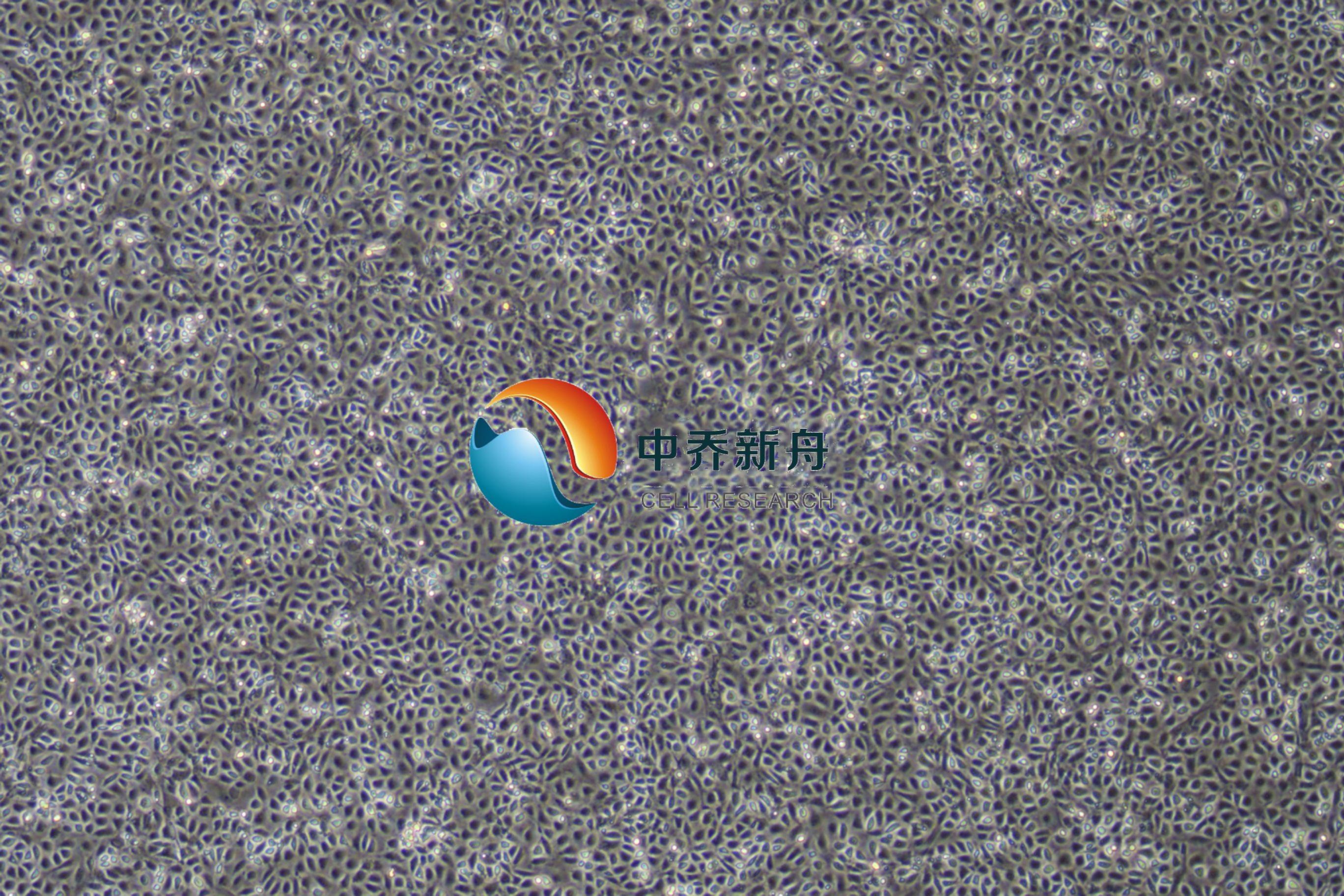 原代小鼠结肠上皮细胞
