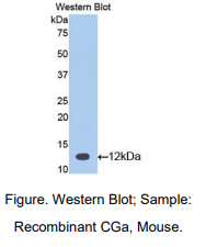 小鼠绒毛膜促性腺激素α肽(CGa)多克隆抗体