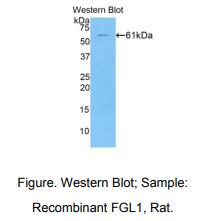 大鼠纤维蛋白原相关蛋白1(FGL1)多克隆抗体