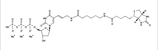 AAT Bioquest iFluor 488-dUTP * 1 mM的TE缓冲液